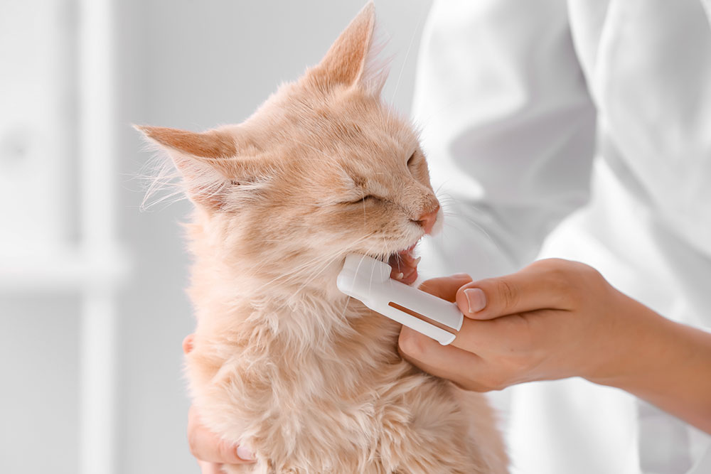 A close-up shot of a fluffy, light cream-colored Maine Coon kitten squinting its eyes shut as a person uses a white silicone finger toothbrush to brush its teeth.