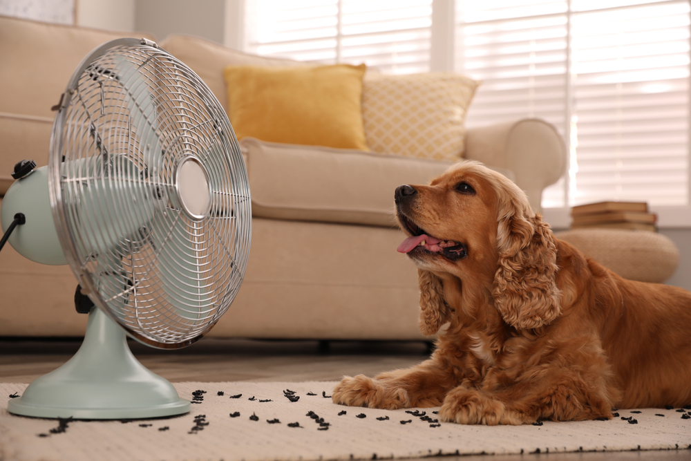 English Cocker Spaniel enjoying a cool breeze outdoors, helping illustrate pet comfort and temperature regulation during warm weather.