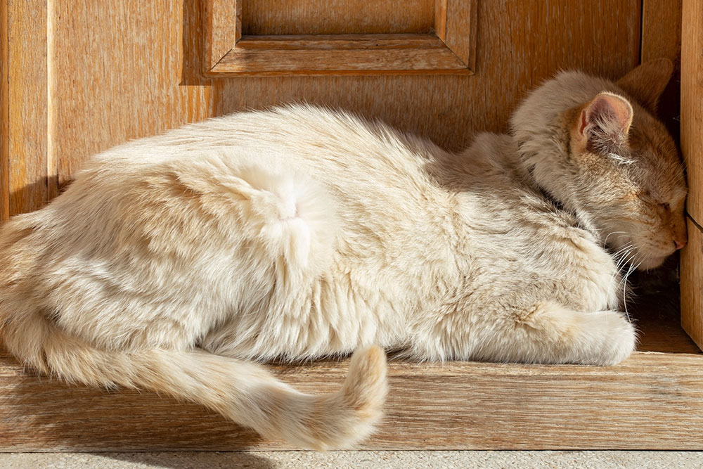 A light ginger cat sleeping peacefully on a wooden doorstep in the sunlight.