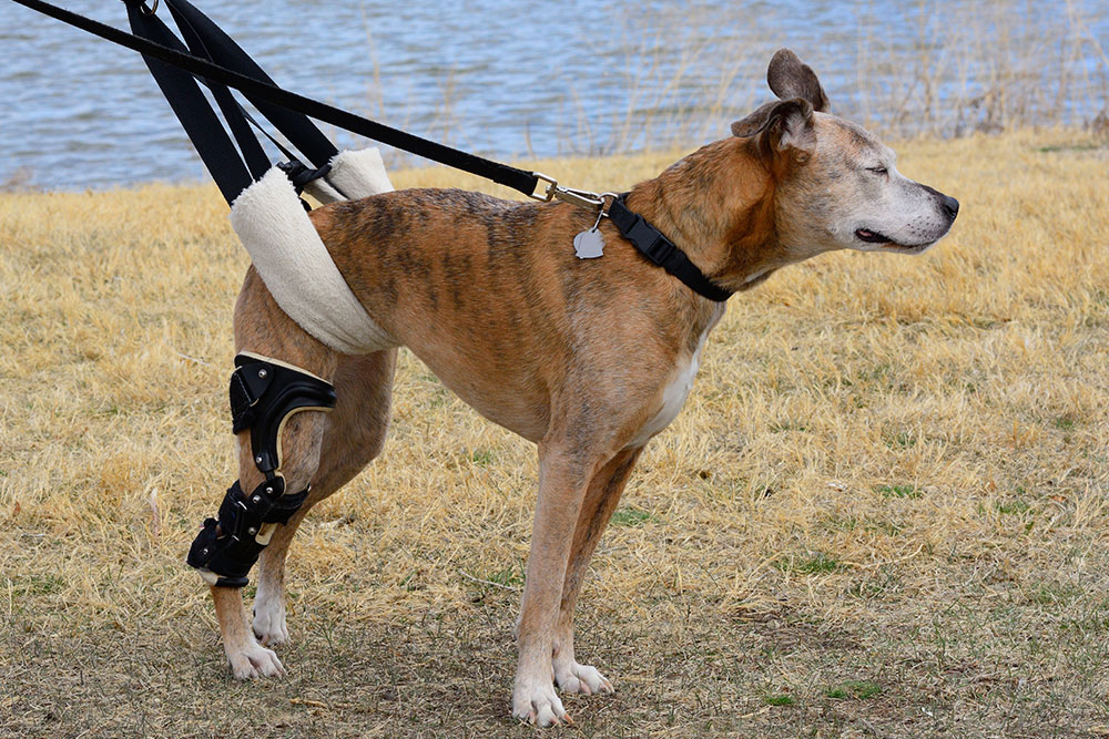 A side-profile medium shot of a senior brindle dog standing outdoors near a lake, wearing a padded black knee brace on its back right leg and supported by a fleece-lined rear mobility lifting harness held by straps.