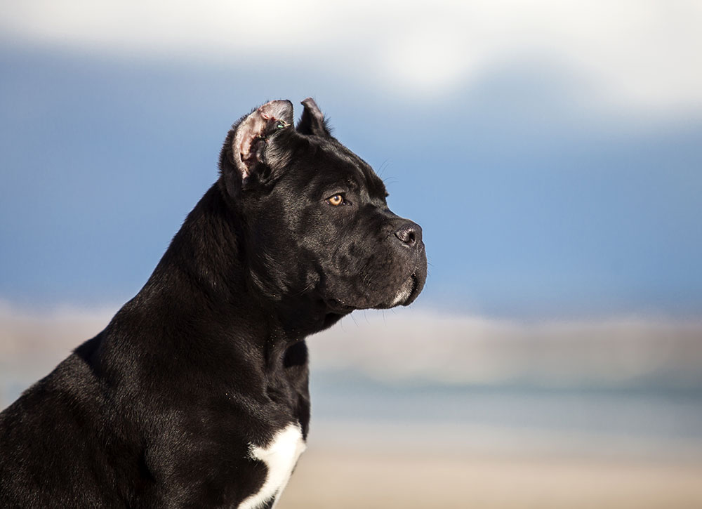 Compassionate veterinary care for pets at Bayview Animal Hospital in Saint Petersburg, FL
