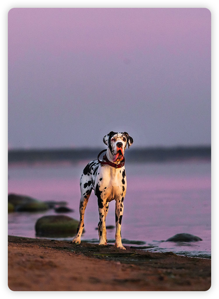 Veterinary services offered at Bayview Animal Hospital — comprehensive general pet care in Saint Petersburg, FL