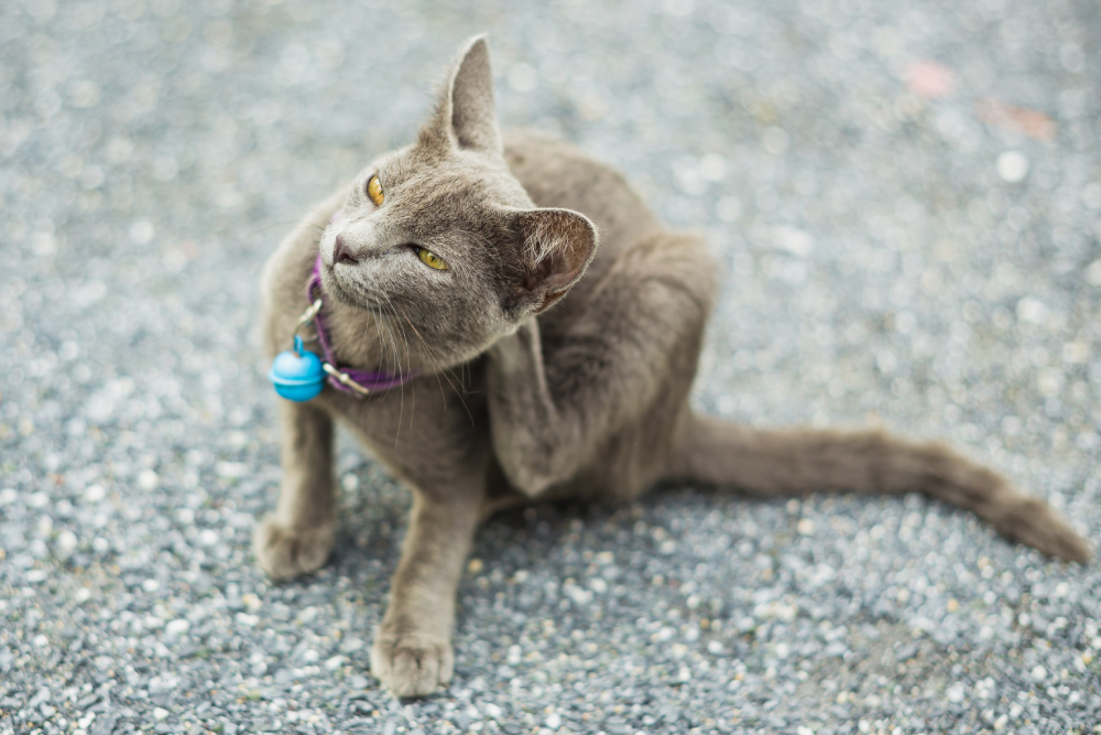 Gray cat scratching its neck on pavement, showing signs of skin irritation