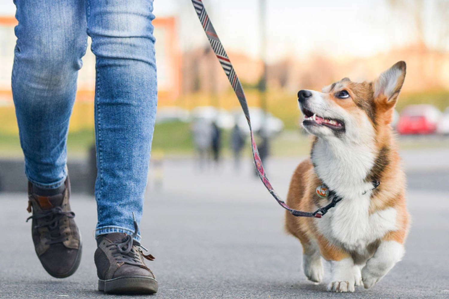Bayview Animal Hospital veterinary care services in Saint Petersburg, FL
