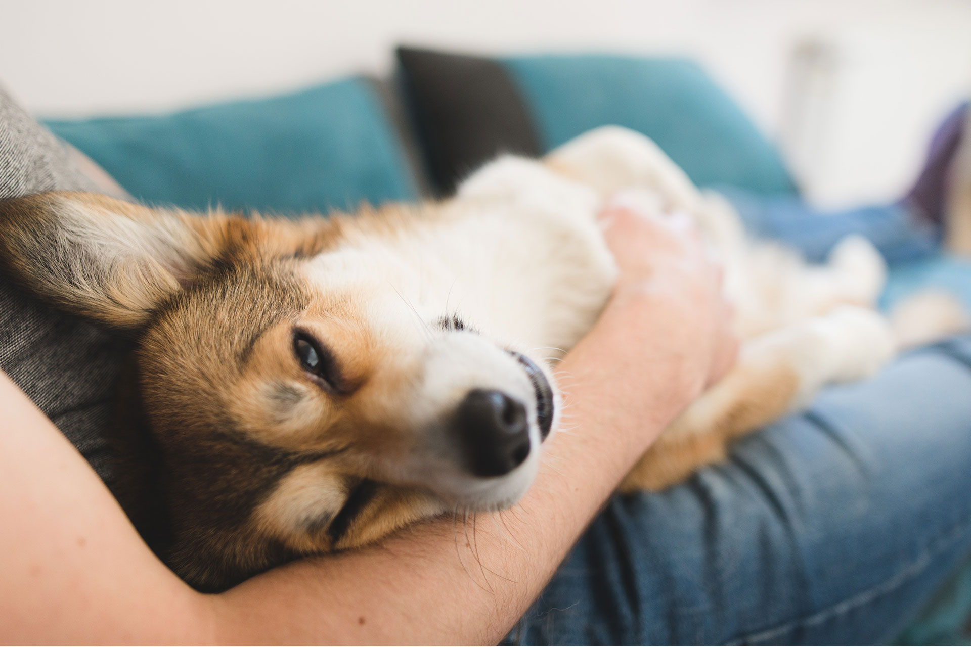 Bayview Animal Hospital veterinary blog covering pet health tips and care advice
