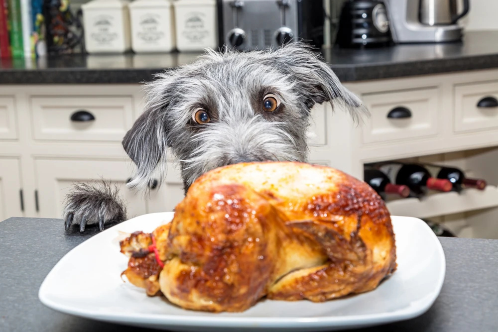 Mischievous dog with paws on the kitchen counter at home