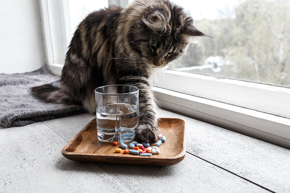 Cat touching medication pills with paw — veterinary vitamins and supplements for cats