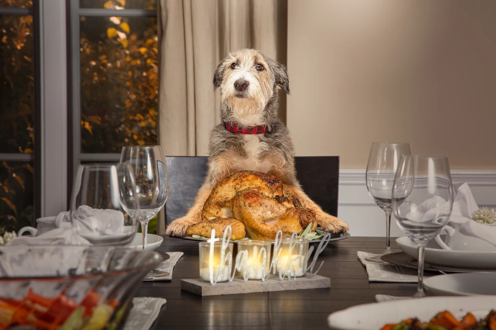Funny dog sitting at the head of a formal dining table, playful pet lifestyle