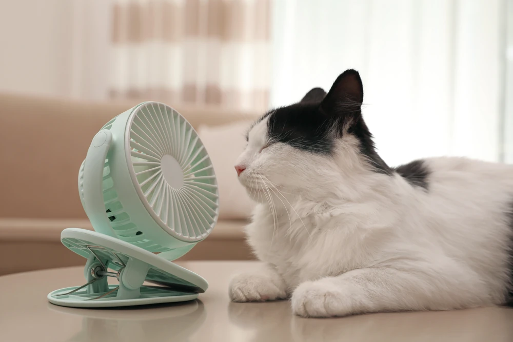 Fluffy cat cooling off in front of a fan — keeping pets safe in Florida summer heat