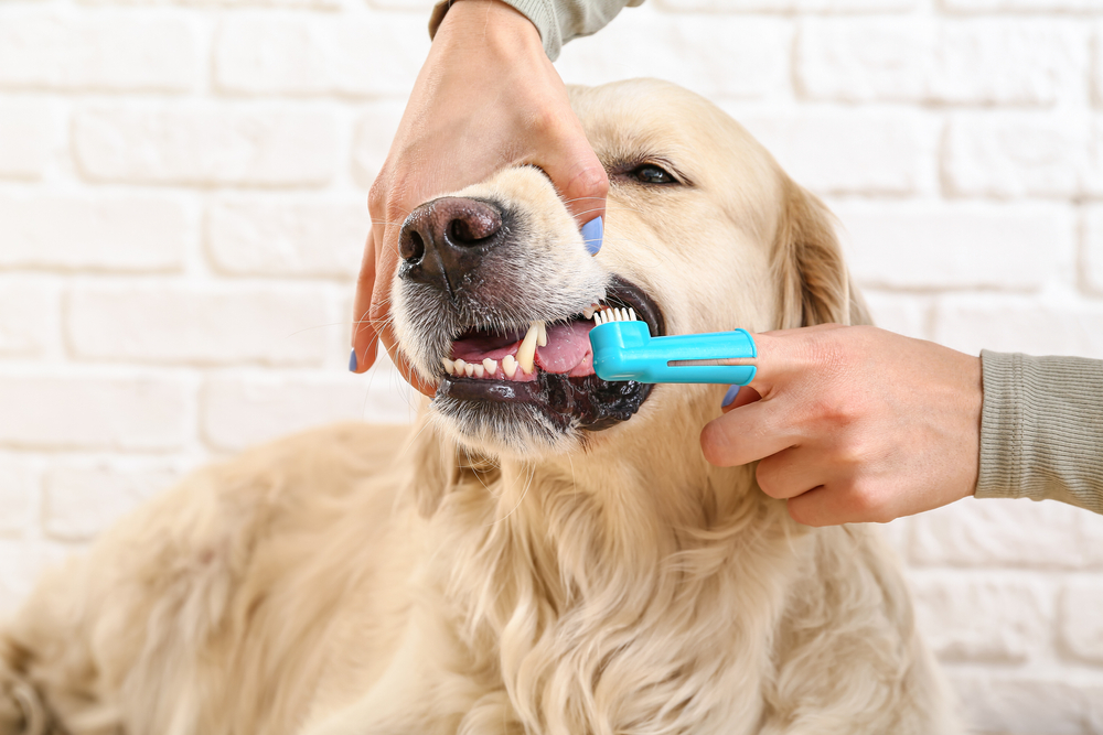 Pet owner brushing a dog's teeth at home for proper dental care