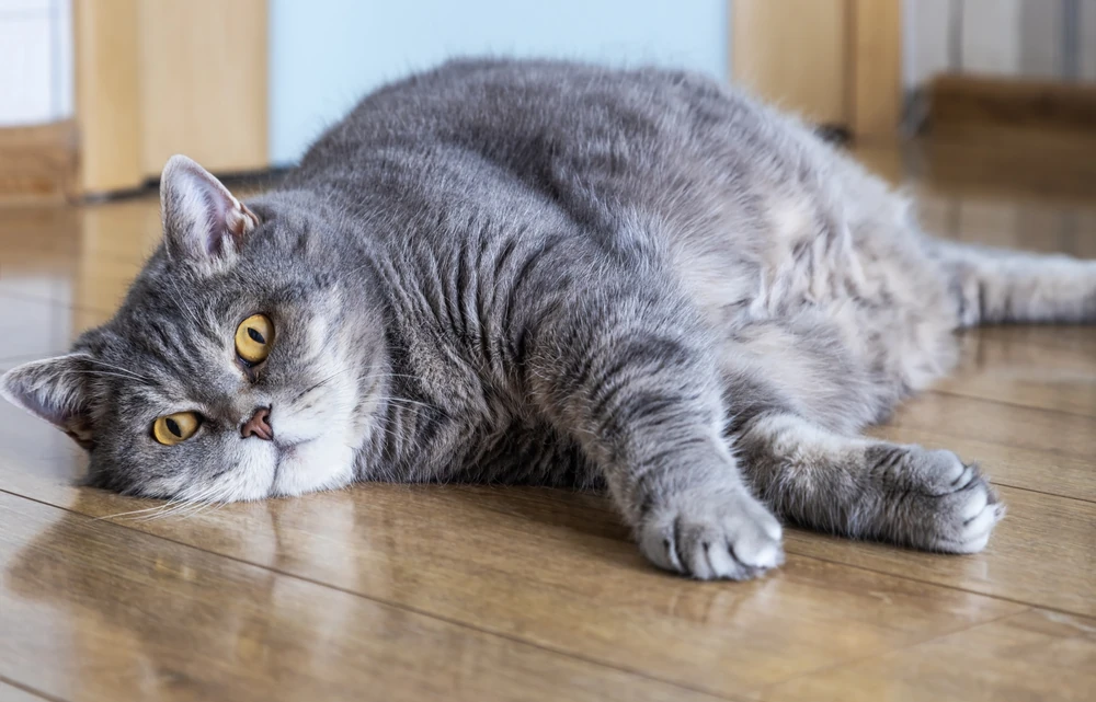 Chubby British Shorthair cat lying on the floor and peeking up curiously