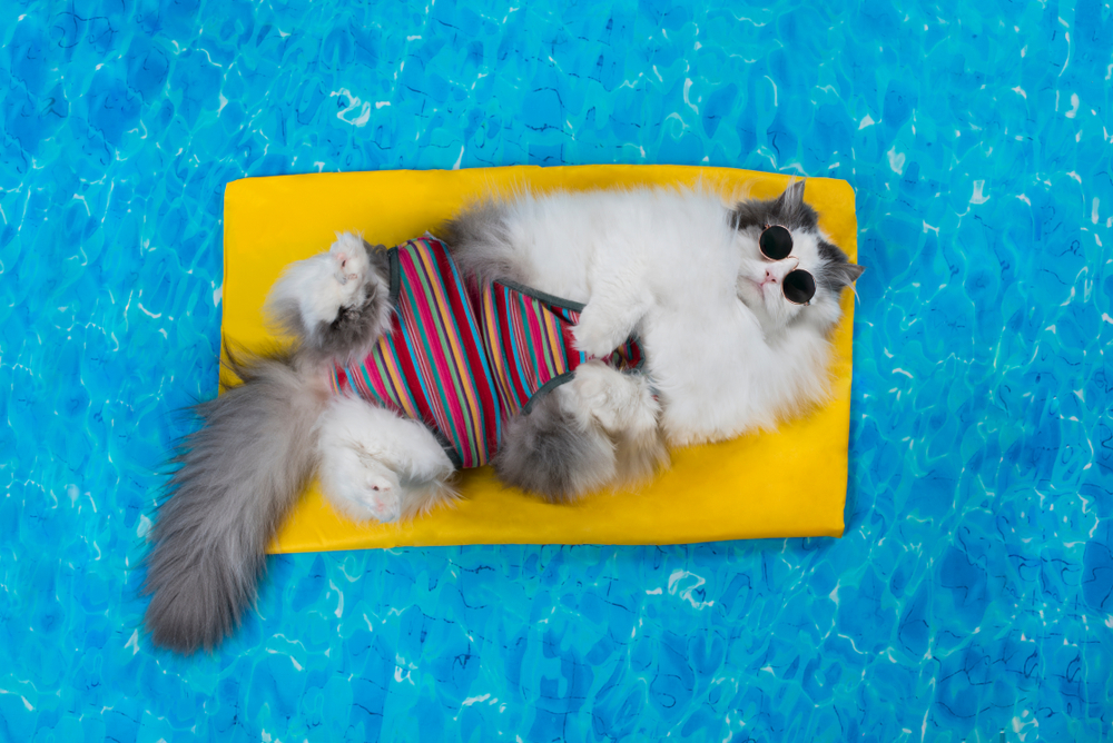 Cat relaxing on an air mattress in a pool — summer pet safety tips in Saint Petersburg FL
